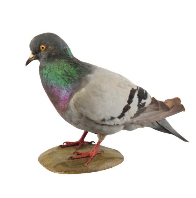 Natural Sciences Collections | National Museums NI
